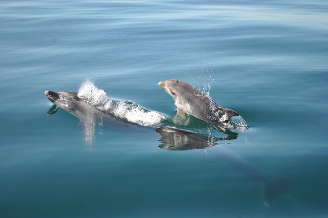 Sealife Sea Safari, Dolphin Watching with Marine Biologist's Lagos - Tips for Comfort: Jackets, Wind, and Making Choppy Water Feel Better