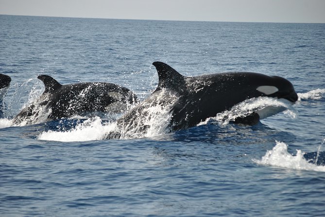 Sealife Sea Safari, Dolphin Watching with Marine Biologist's Lagos - Who This Tour Fits Best in Lagos