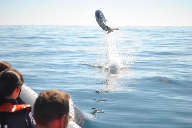 Sealife Sea Safari, Dolphin Watching with Marine Biologist's Lagos - Price and Value: Is $48.39 a Fair Deal for Dolphin Watching?