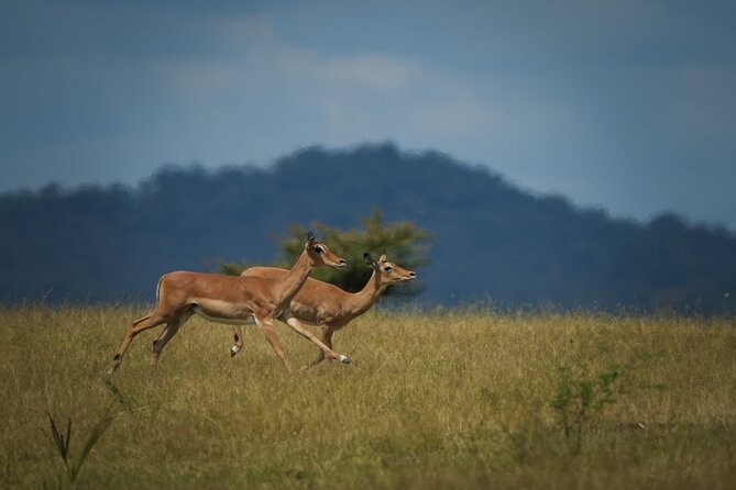 Selous Luxury Day Safari with Photographer - Flying Zanzibar to Selous: A Day Trip That Really Uses the Day