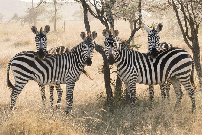 Serengeti Balloon Safari and authentic bush breakfast - Sunrise Serengeti From a Hot Air Balloon: The Real-World Feel of the Experience