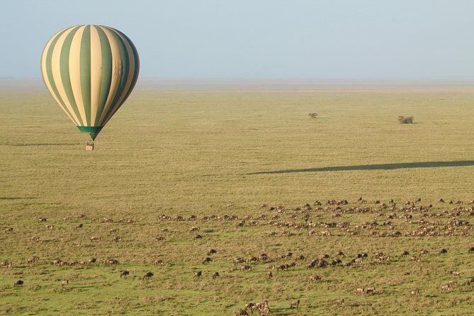 Serengeti Balloon Safari and authentic bush breakfast - In the Air Over Serengeti: Wildlife Spotting From Above (and How to Think About It)