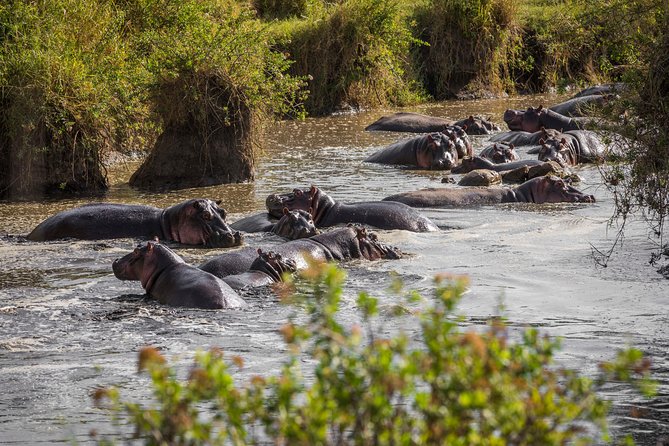 Serengeti & Ngorongoro fly in safari - Fly-in safari from Arusha: why this route fits a 3-day plan