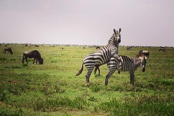Serengeti & Ngorongoro fly in safari - Camping equipment and meals: where this tour controls costs without cutting essentials
