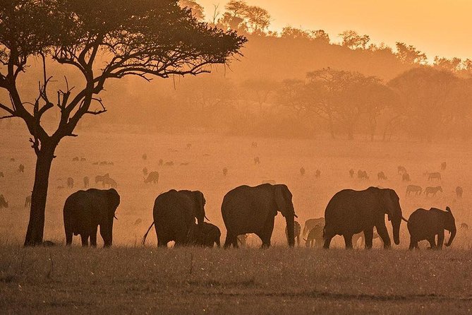 Serengeti & Ngorongoro fly in safari - Optional Maasai Village visit: adding culture with a light touch