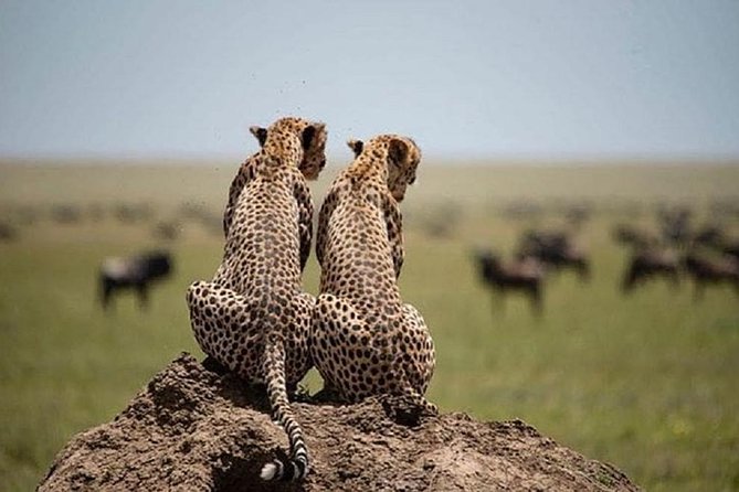 Serengeti & Ngorongoro fly in safari - Price and value: what you’re paying for (and why it feels fair)
