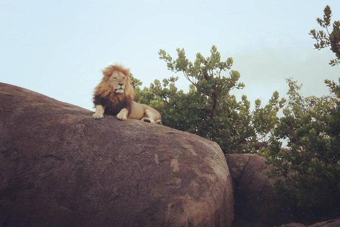 Serengeti & Ngorongoro fly in safari - The guide and chef factor: why the small team details matter