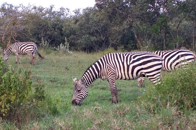 Shared Nairobi National Park Safari Tour - Hotel Pickup and the Open-Roof 4x4: How You’ll Actually See Wildlife