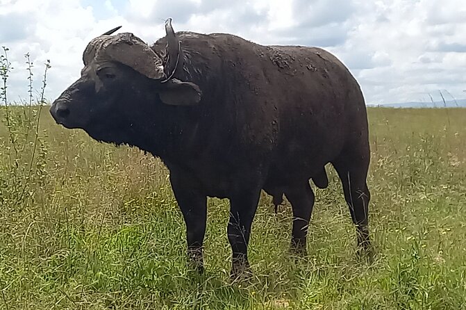 Shared Nairobi National Park Safari Tour - Game Drive Highlights: The Animals Nairobi National Park Lists