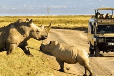 Shared Nairobi National Park Safari Tour - Inside the 5-Hour Flow: What Happens From Start to Finish
