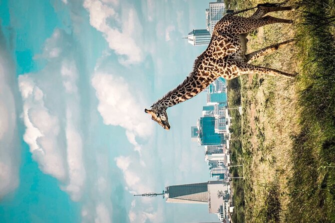 Shared Nairobi National Park Safari Tour - Price and What You’re Really Paying for at $80