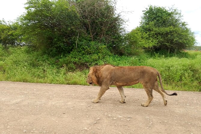 Shared Nairobi National Park Safari Tour - What the Included Guide Adds (Beyond Pointing Out Animals)