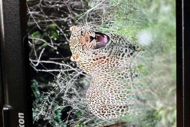 Shared Nairobi National Park Safari Tour - Who This Safari Is Best For (And Who Might Want More Time)