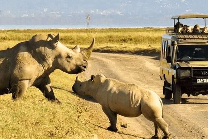 Shared Nairobi National Park Safari Tour - Inside the 5-Hour Flow: What Happens From Start to Finish