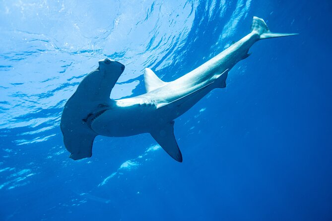 Shark Safari & Snorkel Adventure in Cabo San Lucas - Cabo’s Shark Safari: the half-day rhythm that works