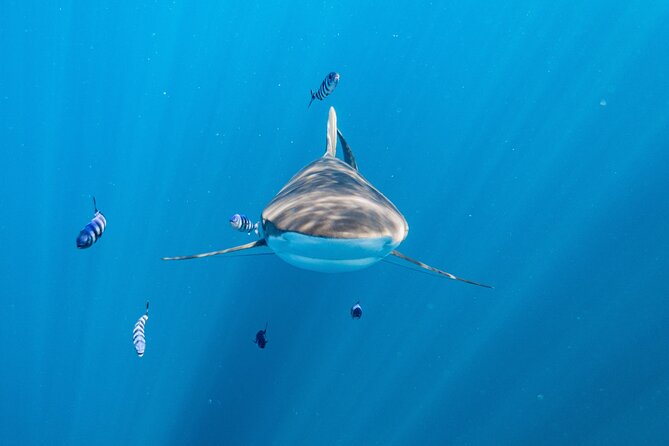 Shark Safari & Snorkel Adventure in Cabo San Lucas - Chum, conservation talk, and a briefing that keeps it respectful