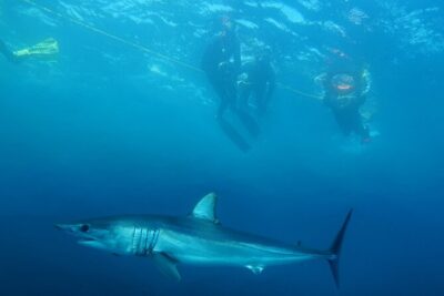 Shark Safari & Snorkel Adventure in Cabo San Lucas - The cruise route: El Arco, Lovers Beach, and marine-park wildlife