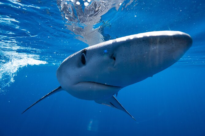 Shark Safari & Snorkel Adventure in Cabo San Lucas - Swim time vs. observer time: what changes when you get in