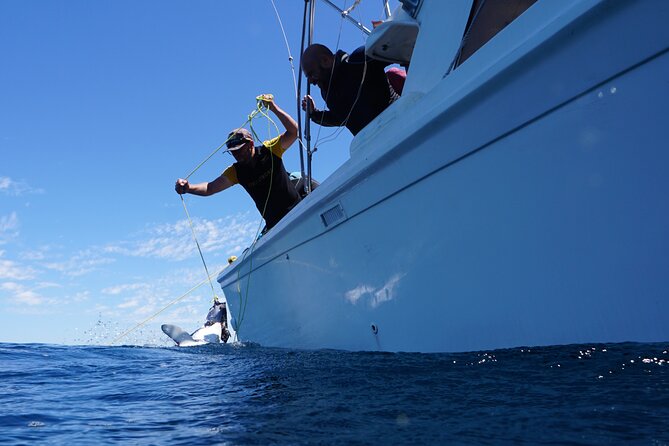 Shark Safari & Snorkel Adventure in Cabo San Lucas - Timing your expectations: seasons, motion, and whale/mobula chances