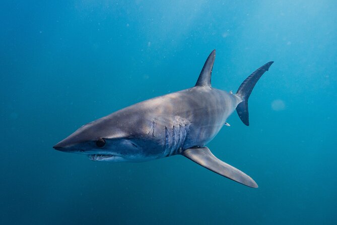 Shark Safari & Snorkel Adventure in Cabo San Lucas - Who should book this shark safari, and who might not