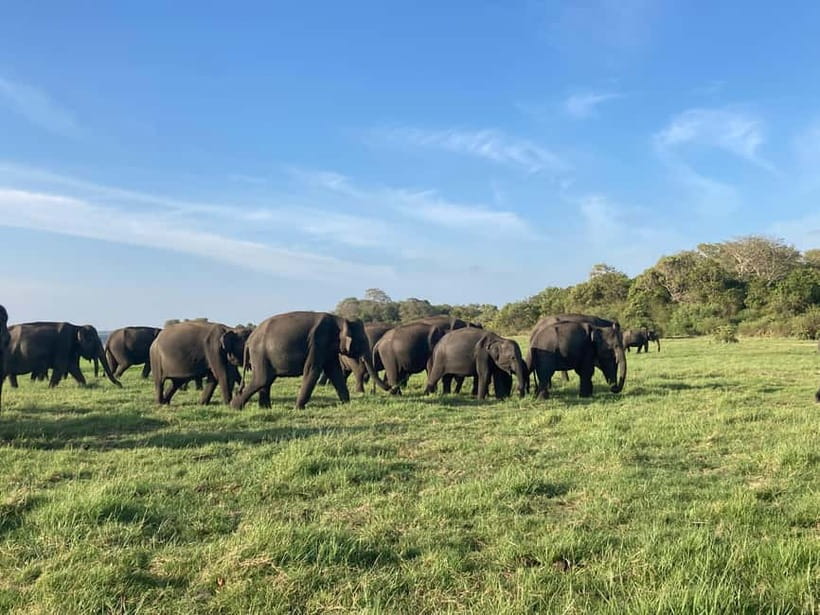 Sigiriya: Elephant Jeep Safari at Minneriya National Park - Bird watching at Minneriya: the side quest that pays off