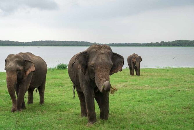 Sigiriya Hike & Minneriya Safari Private Full Day Tour - Minneriya or Kaudulla jeep safari: what you’re really aiming for
