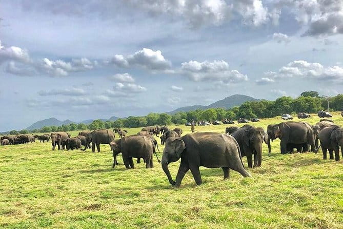 Sigiriya Hike & Minneriya Safari Private Full Day Tour - Who this tour fits best (and who should reconsider)