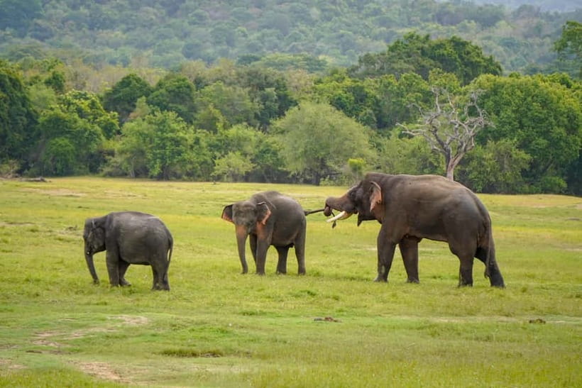 Sigiriya Lion Rock Hike & Minneriya National Park Safari - Key highlights you’ll actually care about
