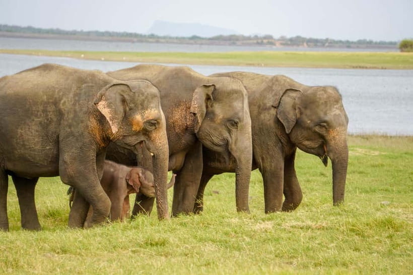 Sigiriya Lion Rock Hike & Minneriya National Park Safari - One day that mixes UNESCO steps with elephant sightings