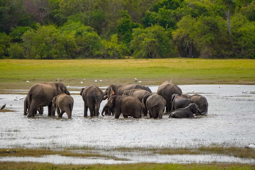 Sigiriya Lion Rock Hike & Minneriya National Park Safari - Sigiriya Lion Rock hike: what you’re really paying for