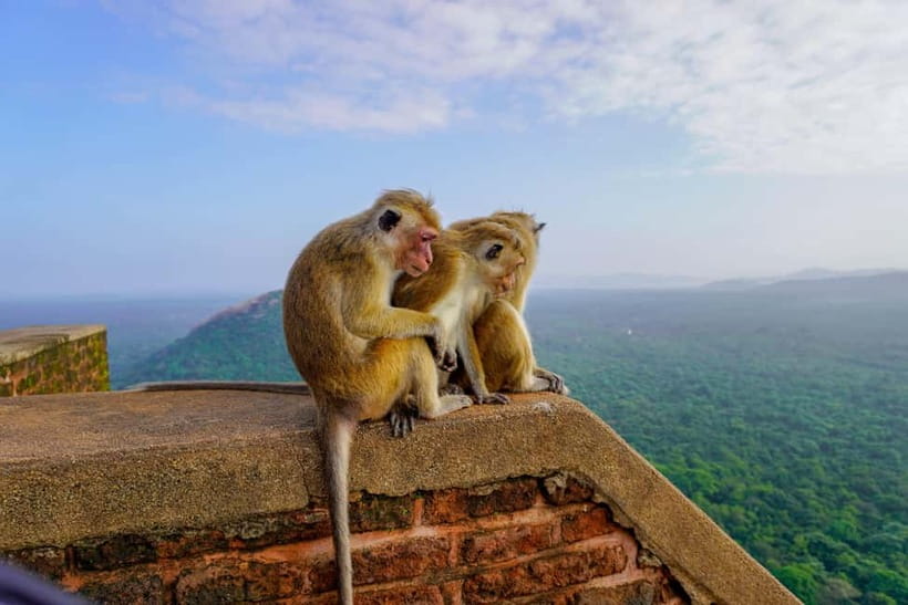Sigiriya Lion Rock Hike & Minneriya National Park Safari - Lunch break: the pause that keeps the safari fun