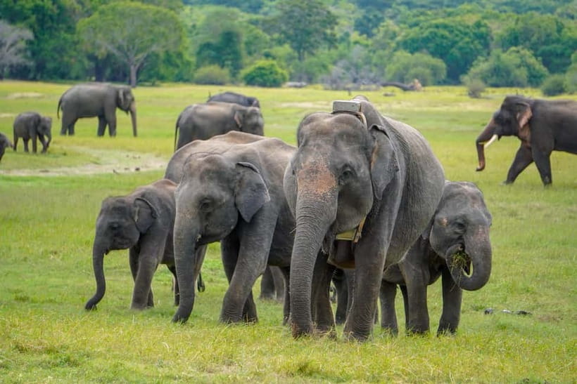 Sigiriya Lion Rock Hike & Minneriya National Park Safari - Pickup around Sigiriya: easy starts beat “where’s the driver?”