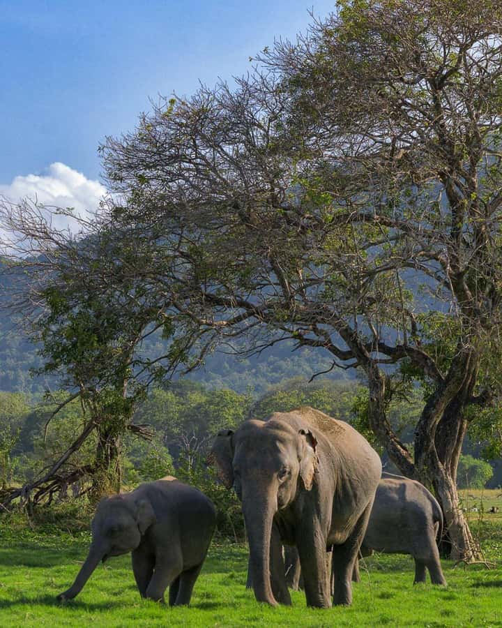 Sigiriya: Minneriya National Park Private Jeep Safari - Key Things I’d Bet You’ll Care About