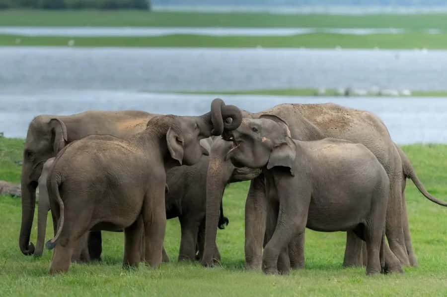 Sigiriya: Minneriya National Park Private Jeep Safari - Inside the Park: How You Actually Get Elephant Sightings