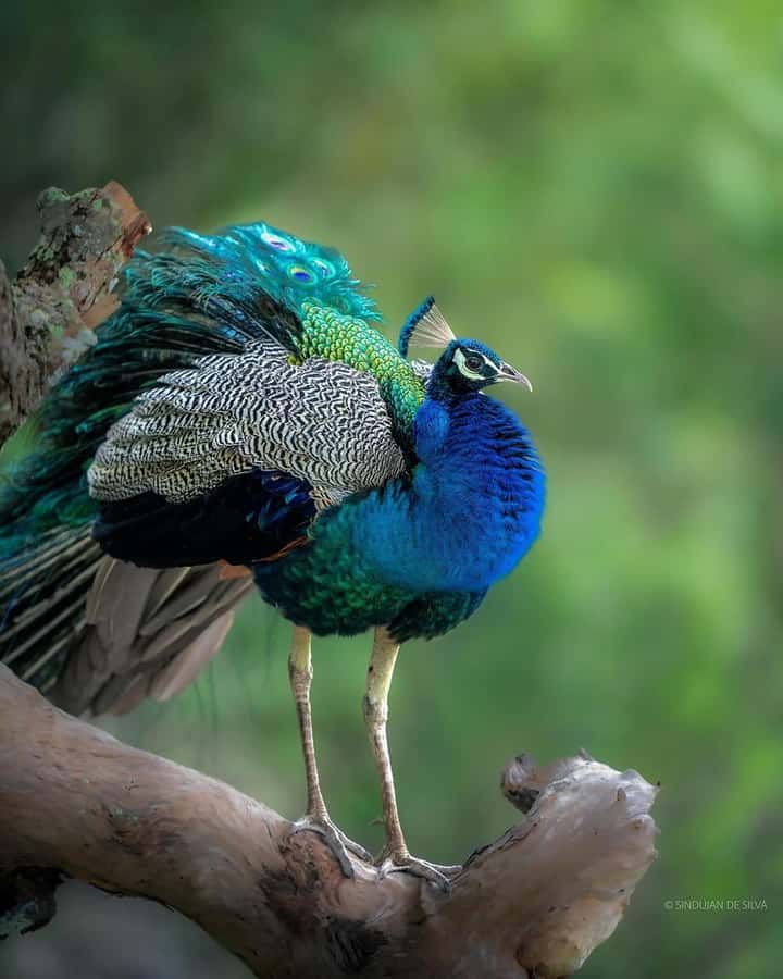 Sigiriya: Minneriya National Park Private Jeep Safari - Who This Safari Fits Best (And Who Might Want Another Option)