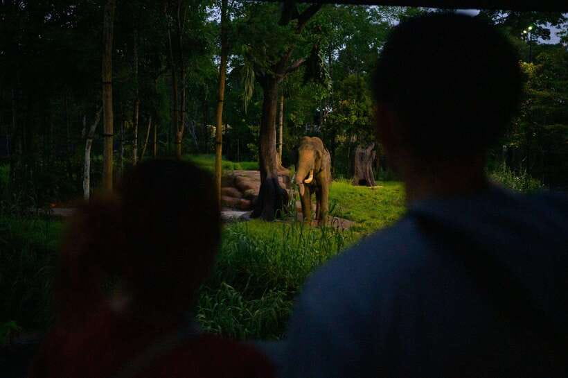 Singapore: Night Safari Entry Ticket with Tram Ride - Leopard Trail: How to Get the Closest Encounters Without Straining Too Much