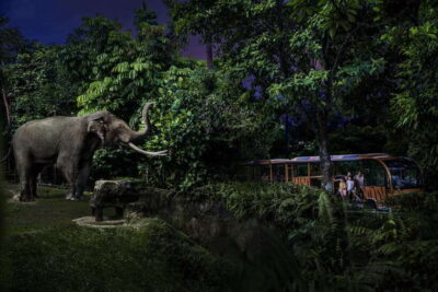 Singapore: Night Safari Entry Ticket with Tram Ride - The Open-Air Tram Through Six Zones: Your Route Control System