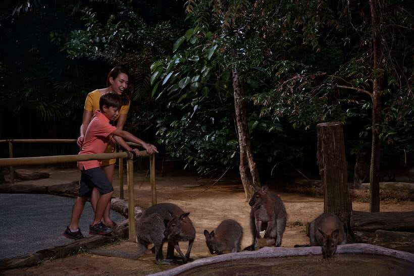 Singapore: Night Safari Entry Ticket with Tram Ride - Mosquitoes, Dark Paths, and What to Wear for a Comfortable Night