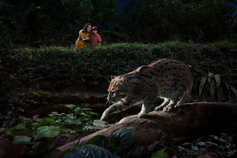 Singapore: Night Safari Singapore Entry Ticket + Tram Ride - The open-air tram through six wildlife zones