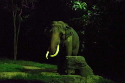 Singapore: Night Safari Singapore Entry Ticket + Tram Ride - Four walking trails for close encounters: East Lodge to Tasmanian Devil