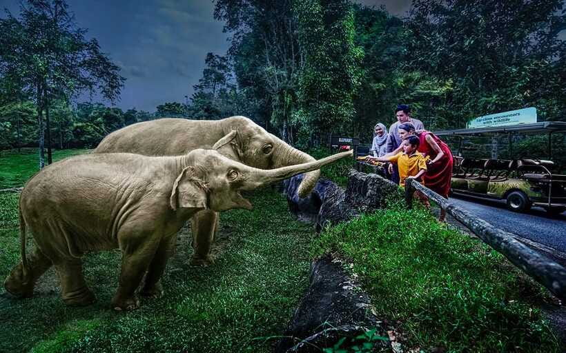 Singapore: Night Safari Singapore Entry Ticket + Tram Ride - Value check: is $45 per person worth a Singapore night?