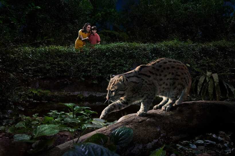 Singapore: Night Safari Singapore Entry Ticket + Tram Ride - Tips before you go: scents, feeding, and comfort that actually help
