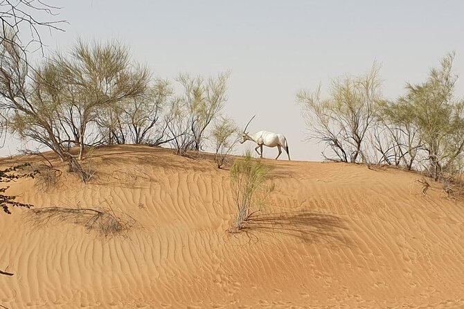 Small-Group Tour: Falcon 2—Dubai Falconry Safari - Small-group comfort with Royal Shaheen Events