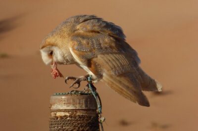 Small-Group Tour: Falcon 2—Dubai Falconry Safari - Dubai Desert Conservation Reserve: spotting oryx and desert life from a 4x4