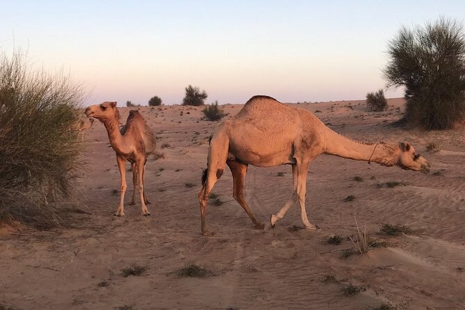 Small-Group Tour: Falcon 2—Dubai Falconry Safari - Breakfast at Al Maha Desert Resort: what the upgrade changes