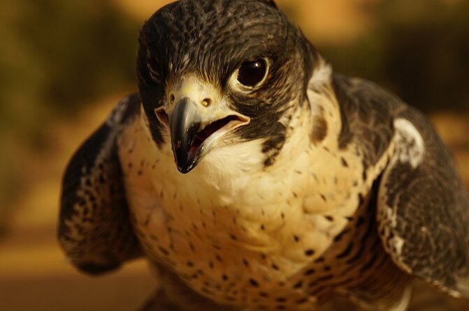 Small-Group Tour: Falcon 2—Dubai Falconry Safari - Logistics that matter: timing, pickup, and how the day feels