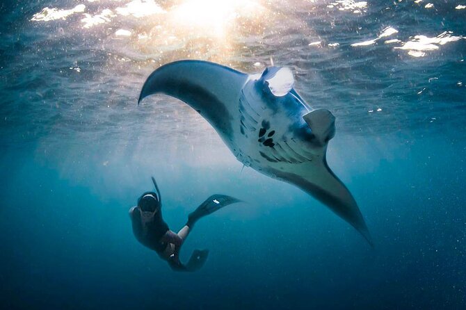 Snorkeling Manta Ray Safari in Nusa Penida - Price and Value: Is $15.28 a Good Deal?