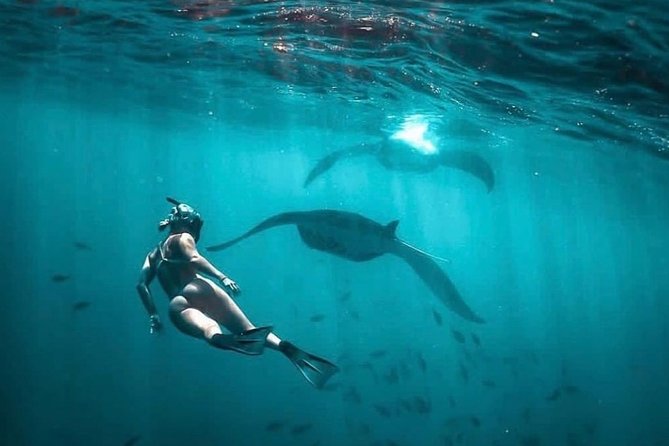 Snorkeling Manta Ray Safari in Nusa Penida - Wildlife Rules: How to Stay Respectful and Still Have a Good Experience