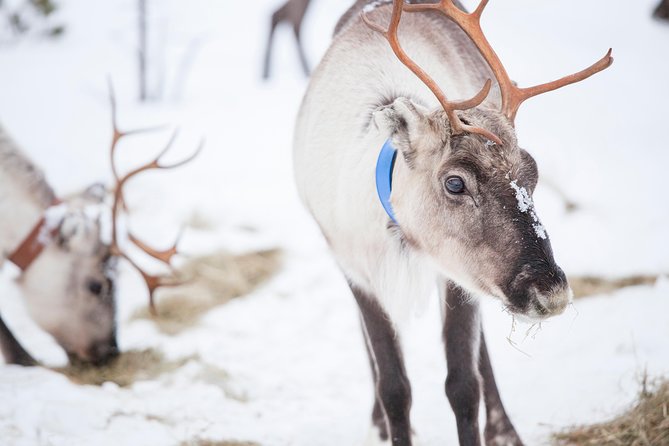 Snowmobile Safari to Lake Inari, meet & feed Reindeers, Lunch - Ivalo warm-up: thermals, office instructions, then out onto the ice