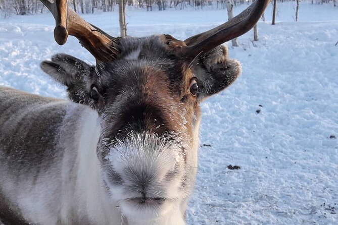 Snowmobile Safari to Lake Inari, meet & feed Reindeers, Lunch - Heading back to Ivalo: changing out of thermals and calling it a day